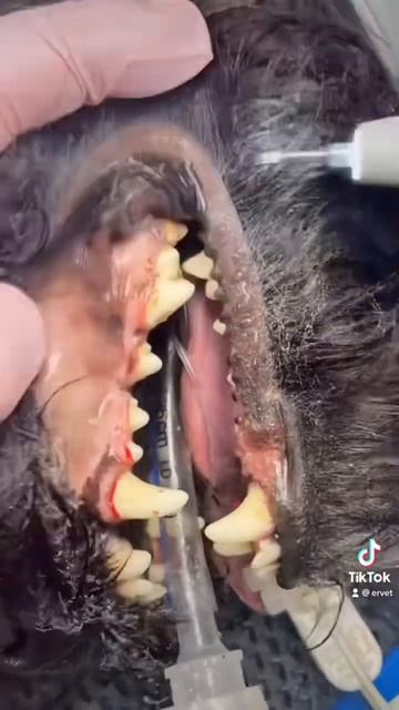 how to remove tartar in a dog #veterinary #doglover смотреть онлайн