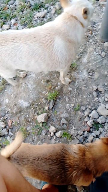 косик и ричик