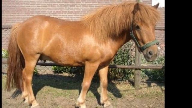 Pony Gals смотреть онлайн