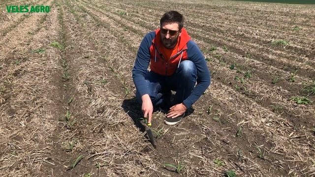 Технология STRIP-TILL в действии. Агрегат KRIOS + Пропашная сеялка SPM. Обзор всходов. смотреть онлайн