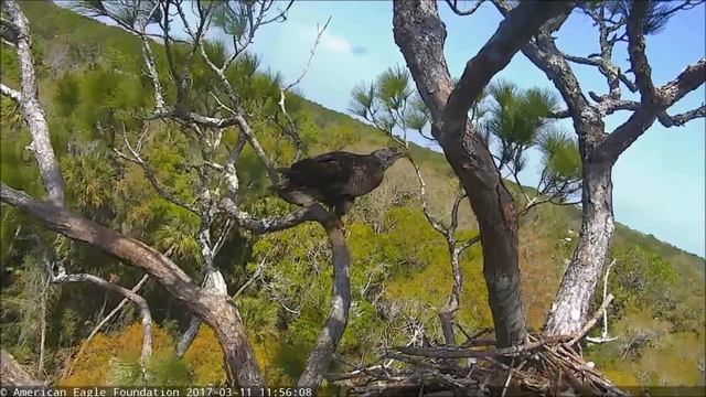 AEF-NEFL Eagle Nest 03-11-17: Sub-adult (4 years) visits Hamlet twice смотреть онлайн