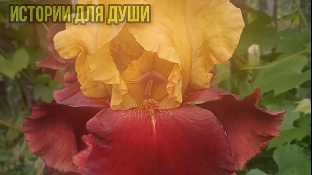 ,,чтоб не пил, не курил и цветы всегда дарил,, - этот ужас ей приходиться терпеть уже долго... смотреть онлайн