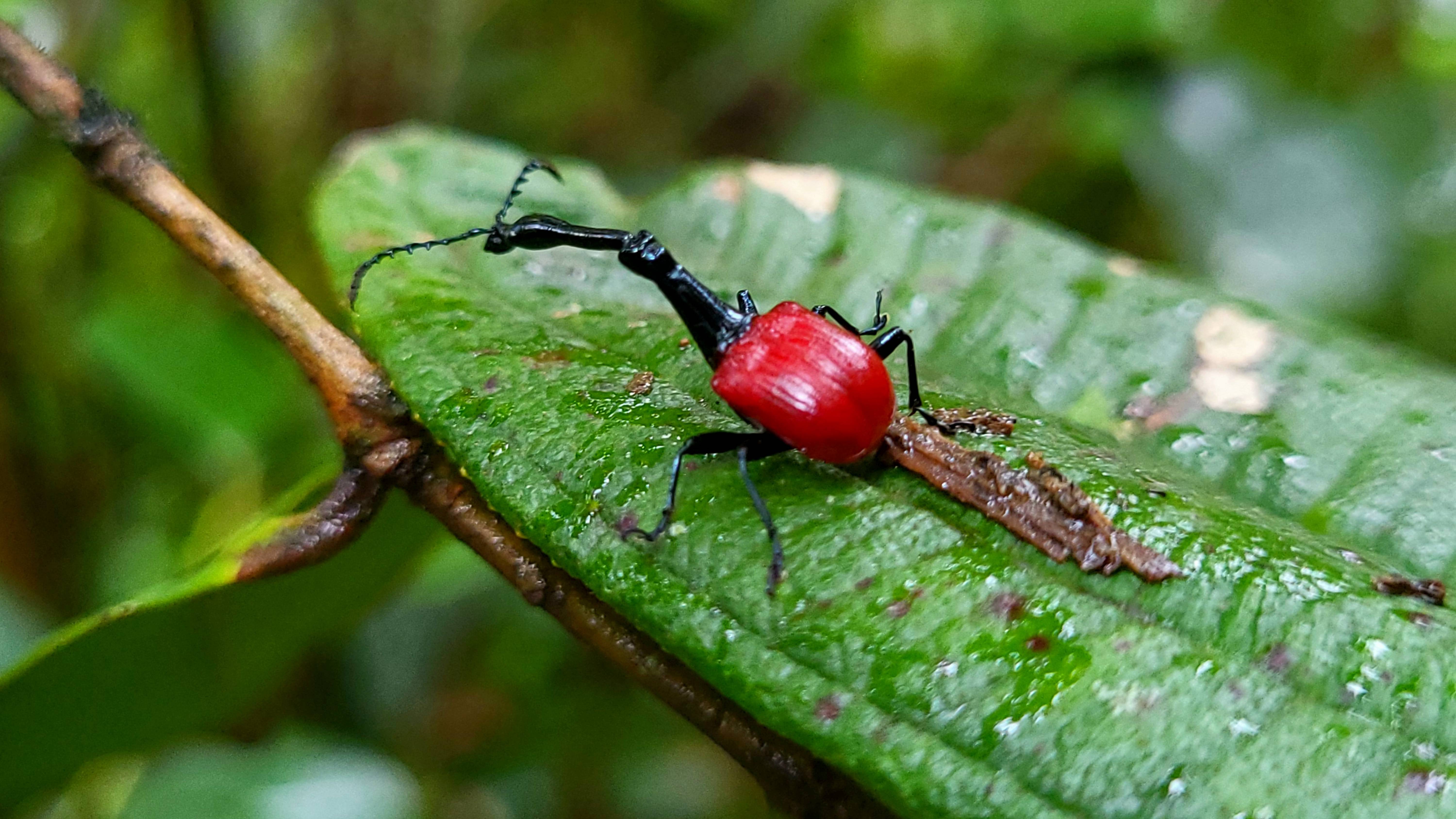 МАДАГАСКАР, Самый дорогой нацпарк, где нечего всех подряд в руки брать! Раномафана 17 смотреть онлайн