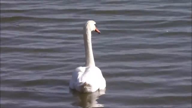 Łabędź. смотреть онлайн
