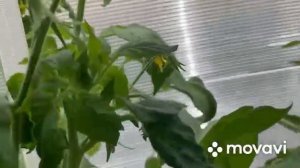 Пасынкование Черри