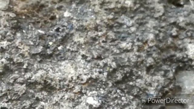Pheidole Tepicana. смотреть онлайн