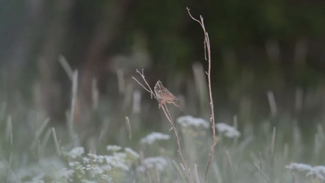 Träsksångare (Lanceolated Warbler, Locustella lanceolata) смотреть онлайн
