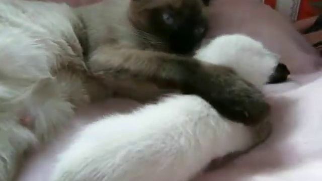 Мальва и Мамай с мамой и папой смотреть онлайн