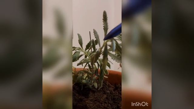 Plantas medicinales y sus propiedades смотреть онлайн