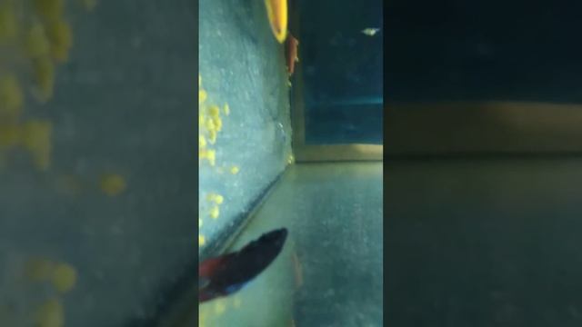 растем смотреть онлайн