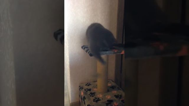 Быстрая кошка смотреть онлайн