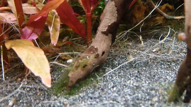 Apistogramma baenschi Nachwuchs смотреть онлайн