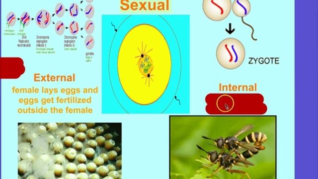 Unit 11 Pt 1 Honors Biology смотреть онлайн