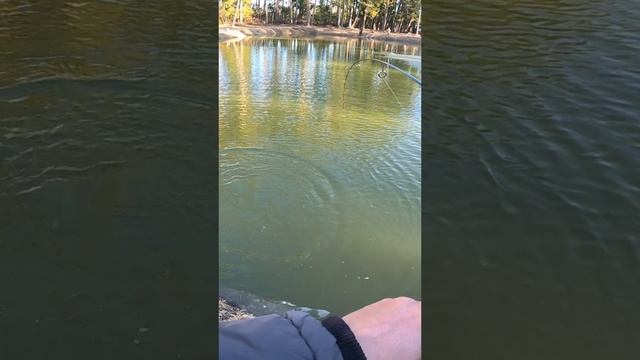 ФОРЕЛЬ ВЫБИРАЕТ СТИК смотреть онлайн