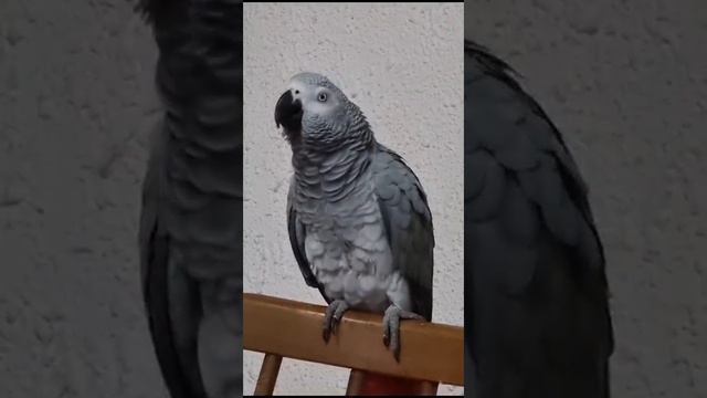 Кира птичка МАЗАЛЪ ТОХА... смотреть онлайн