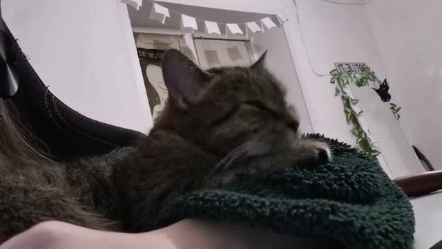 Котик смотрит фильм и облизывает лапу смотреть онлайн