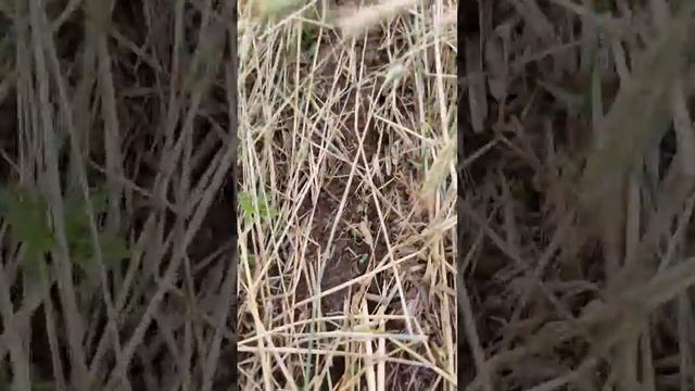 no till organic. Гарбуз, кукурудза, гречка, льон, соняшник та соя. все разом смотреть онлайн