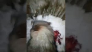 Нападение волка на человека. Северная Якутия