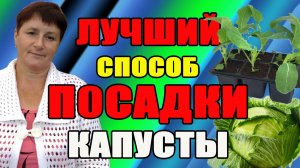 Лучший СПОСОБ посадки КАПУСТЫ.