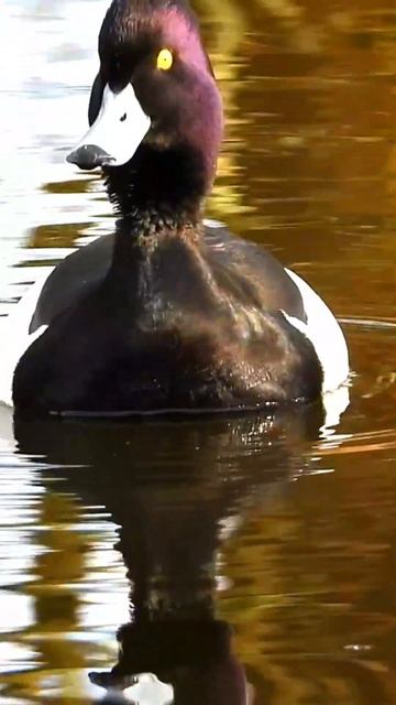 Real sounds of tufted ducks, #kuifeend #tufted смотреть онлайн