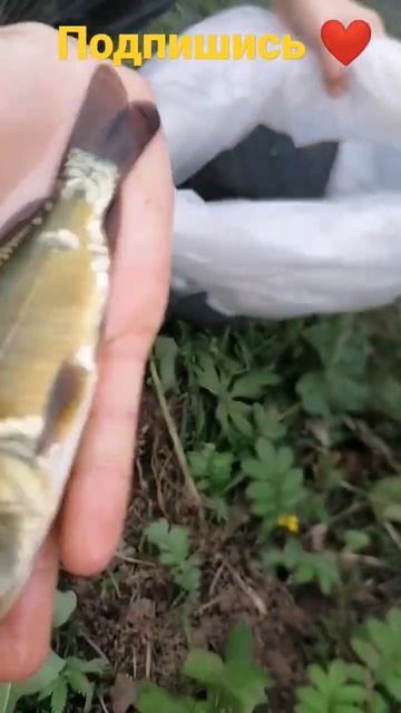 Будет у нас карп в каждом водоеме! Запустили 10 кг карпят, навеской 30-50 гр. смотреть онлайн