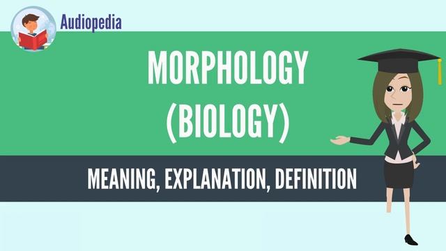 What Is MORPHOLOGY (BIOLOGY)? MORPHOLOGY (BIOLOGY) Definition & Meaning смотреть онлайн
