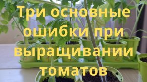 Три основные ошибки при выращивании томатов