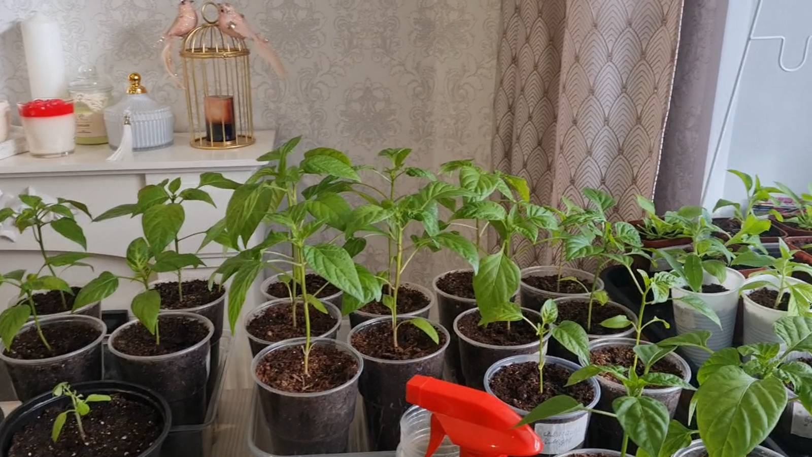 НЕ ПОВТОРЯЙТЕ МОИХ ОШИБОК! ПЕРЕВАЛКА ПЕТУНИИ ПРОСТЫМ, УДОБНЫМ СПОСОБОМ.🌺 смотреть онлайн