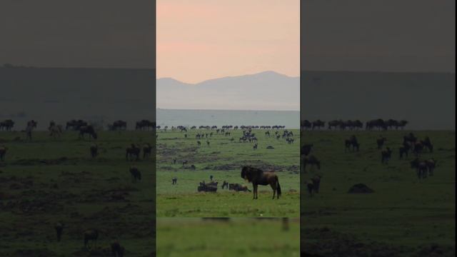 гепард в дикой природе #животные #природа смотреть онлайн