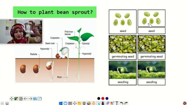 Practical Week 11 Experiment 6:Plant Growth смотреть онлайн