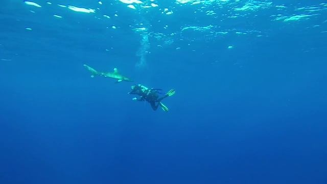 White Tip Shark in my first safari to south of egypt смотреть онлайн