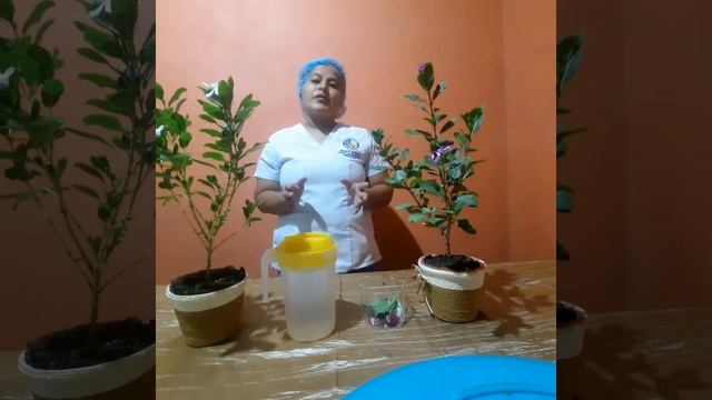 Planta medicinal "Vinca o Guajaca" смотреть онлайн