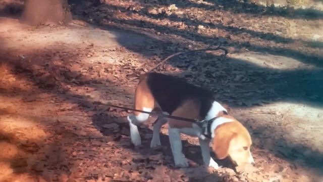 These Are 10 Best Small Watchdog Breeds смотреть онлайн