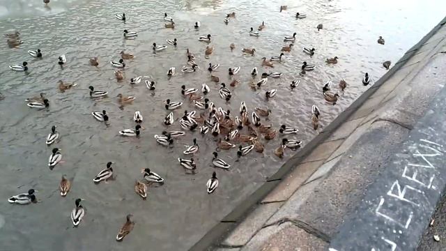 Утки-2. LG G2 Sample Video смотреть онлайн