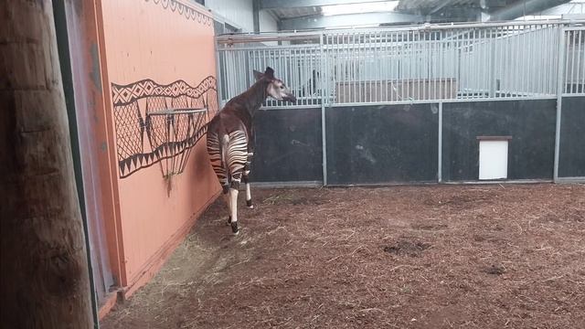 #219 Safari park de beekse bergen 10 (okapi) смотреть онлайн