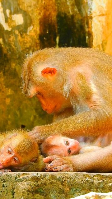 Really Sweetie and Lovely Adorable Baby, So Cute 😍😘❤️ part#4017 #cute #monkey #adorablebaby смотреть онлайн