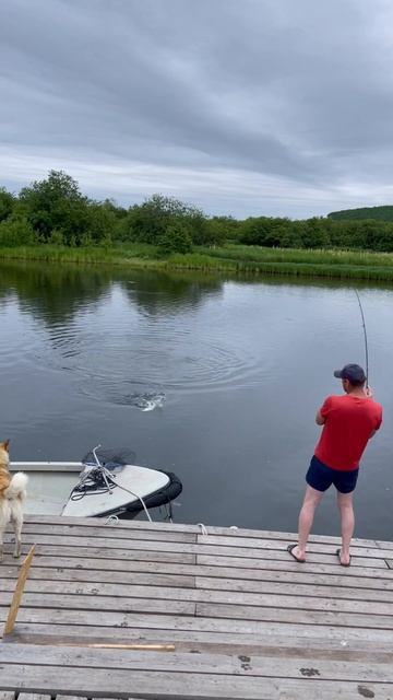 Хороший размер сел #fishing #salmon #голец #кижуч #горбуша #кунджа смотреть онлайн