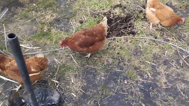 видео про плов) смотреть онлайн