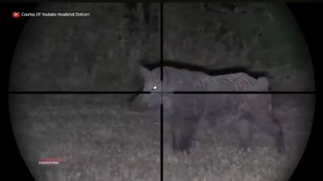 охота на кабана