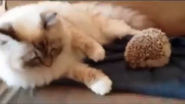 Кот сел на ежа.The cat sat on the hedgehog. смотреть онлайн