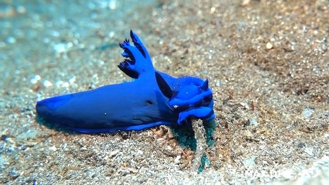 【バリ島ダイビング】ミドリリュウグウウミウシ：この青に目を奪われる смотреть онлайн