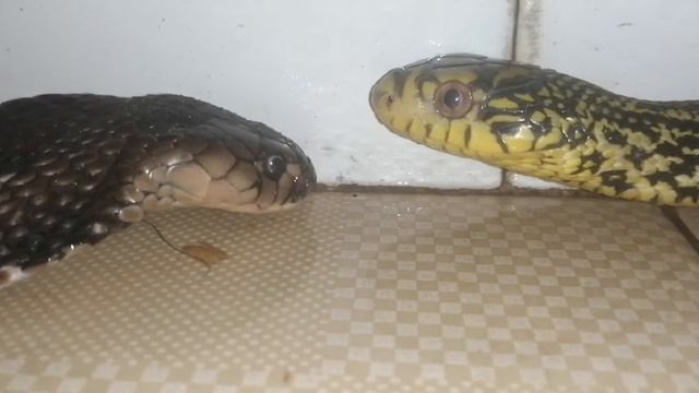 Battle Of The Snakes: Elaphe Carinata VS Chinese Cobra (naja Atra) смотреть онлайн