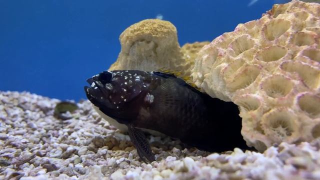 タナバタウオ（桂浜水族館 2020年1月18日） смотреть онлайн