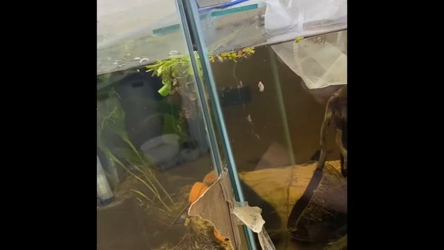Very special fish unboxing смотреть онлайн