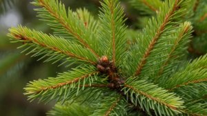 НА ВСЕ СЛУЧАИ ЖИЗНИ (НАРОДНАЯ МЕДИЦИНА)