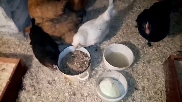 Создала Царские условия для своих Курочек. Новые Гнёзда из ЯЩИКОВ КРОВАТИ. 7 декабря 2021г. смотреть онлайн
