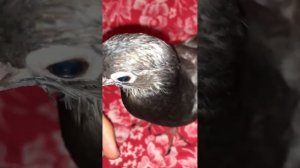 Состояние глаз до приёма Ципрофлоксацина