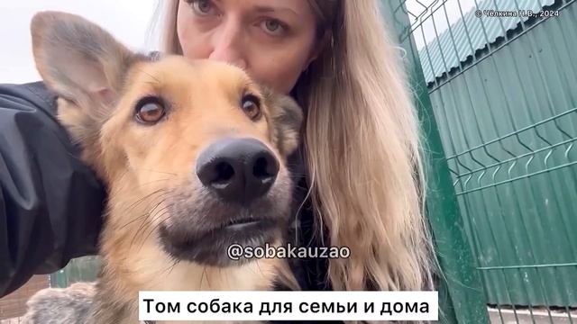 Том из приюта «Щербинка» ищет дом! Проект помощи Собака Юзао смотреть онлайн