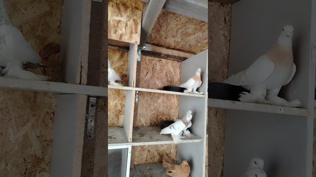 Голуби смотреть онлайн