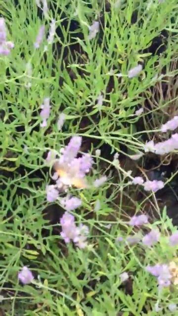 Rare Hummingbird Hawkmoth смотреть онлайн